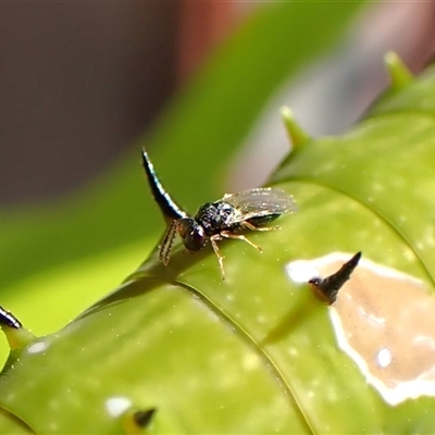 Chalcididae (family) by CathB