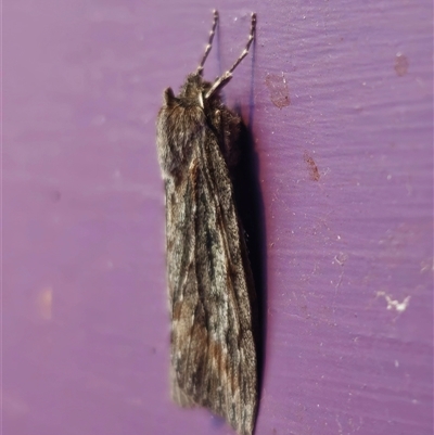 Chlenias banksiaria group (A Geometer moth) by Csteele4