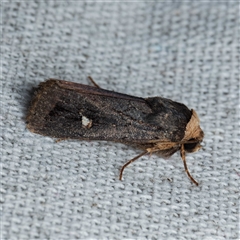 Proteuxoa testaceicollis (Tawny-coloured Noctuid) by DPRees125
