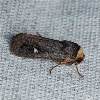 Proteuxoa testaceicollis (Tawny-coloured Noctuid) by DPRees125