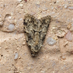 Nola tetralopha (A Nolid moth) by DPRees125