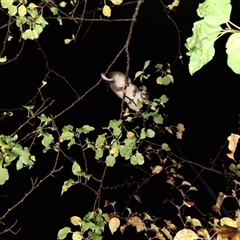 Pseudocheirus peregrinus (Common Ringtail Possum) by Dron