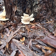 Omphalotus nidiformis (Ghost Fungus) at Mongarlowe, NSW - 22 May 2025 by Dron