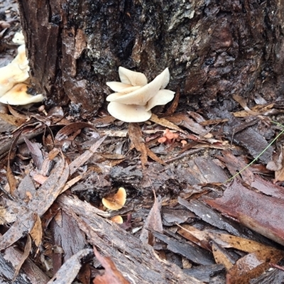 Omphalotus nidiformis (Ghost Fungus) at Mongarlowe, NSW - 22 May 2025 by Dron