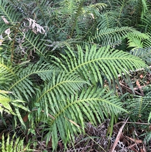 Blechnum cartilagineum (Gristle Fern) at Thirlmere, NSW - 17 May 2025 by Clarel