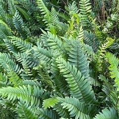 Pellaea falcata (Sickle Fern) at Thirlmere, NSW - 17 May 2025 by Clarel