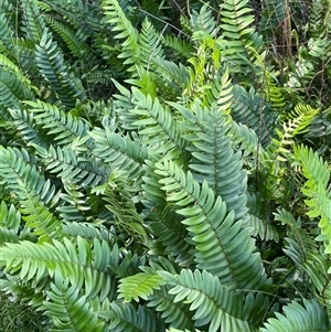 Pellaea falcata at Thirlmere, NSW - suppressed