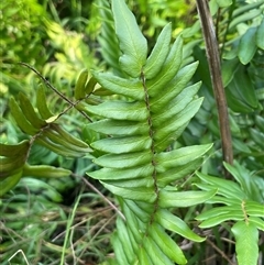 Pellaea falcata at Thirlmere, NSW - suppressed