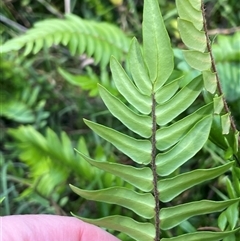 Pellaea falcata at Thirlmere, NSW - suppressed