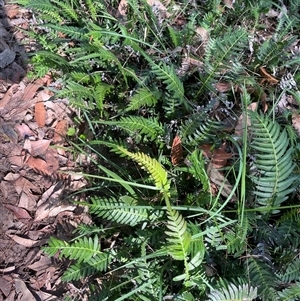 Blechnum neohollandicum (Prickly Rasp Fern) at Thirlmere, NSW - 17 May 2025 by Clarel