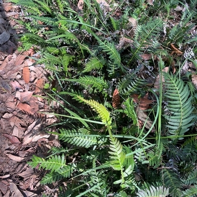 Blechnum neohollandicum (Prickly Rasp Fern) at Thirlmere, NSW - 17 May 2025 by Clarel