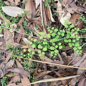 Adiantum aethiopicum (Common Maidenhair Fern) at Thirlmere, NSW - 17 May 2025 by Clarel