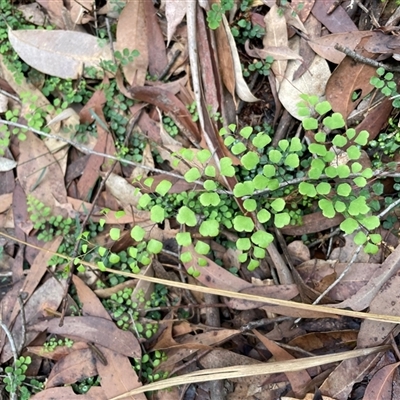 Adiantum aethiopicum (Common Maidenhair Fern) at Thirlmere, NSW - 17 May 2025 by Clarel