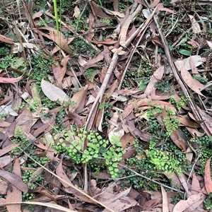Adiantum aethiopicum at Thirlmere, NSW - suppressed