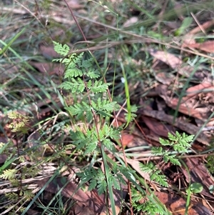 Cheilanthes sieberi subsp. sieberi (Mulga Rock Fern) at Thirlmere, NSW - 17 May 2025 by Clarel
