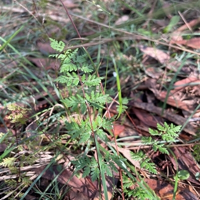 Cheilanthes sieberi subsp. sieberi (Mulga Rock Fern) at Thirlmere, NSW - 17 May 2025 by Clarel