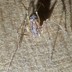 Scytodes sp. (genus) (Spitting spider) by Pirom