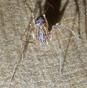 Scytodes sp. (genus) at Reid, ACT - Today by Pirom