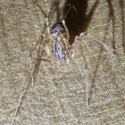 Scytodes sp. (genus) (Spitting spider) by Pirom