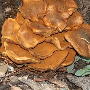 Gymnopilus junonius at Hawker, ACT - 18 May 2025 by AlisonMilton