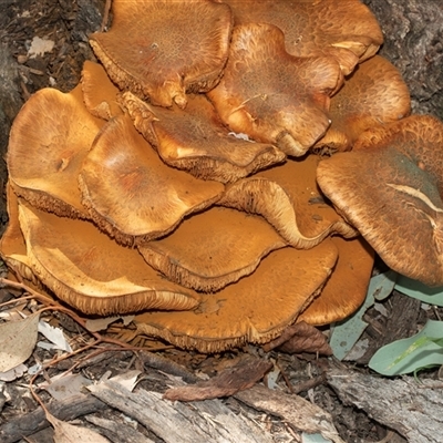 Gymnopilus junonius (Spectacular Rustgill) at Hawker, ACT - 18 May 2025 by AlisonMilton