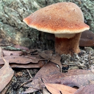 Unverified Polypore - Non-fleshy texture, stem central or lateral  at Thirlmere, NSW - 17 May 2025 by Clarel