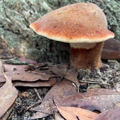 Unverified Polypore - Non-fleshy texture, stem central or lateral  at Thirlmere, NSW - 17 May 2025 by Clarel