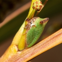 Sextius virescens (Acacia horned treehopper) at Belconnen, ACT - 21 May 2025 by AlisonMilton