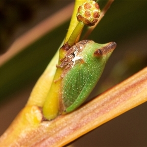 Sextius virescens (Acacia horned treehopper) at Belconnen, ACT - Yesterday by AlisonMilton