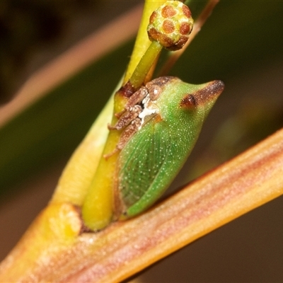 Sextius virescens (Acacia horned treehopper) at Belconnen, ACT - 21 May 2025 by AlisonMilton