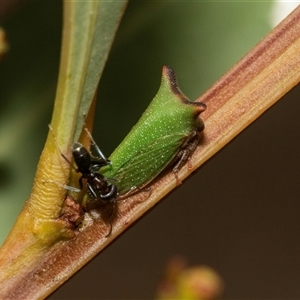Unverified Ant (Hymenoptera, Formicidae) at Belconnen, ACT - Yesterday by AlisonMilton