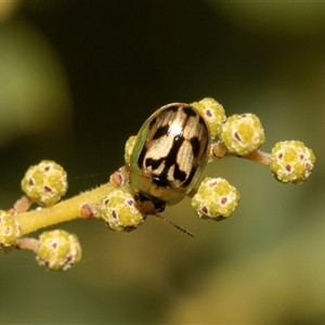 Peltoschema hamadryas (Hamadryas leaf beetle) at Belconnen, ACT - Yesterday by AlisonMilton