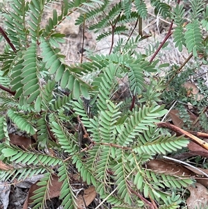 Acacia cultriformis at Denman Prospect, ACT - Yesterday by Jennybach