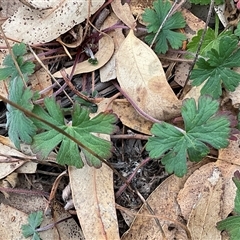 Geranium solanderi var. solanderi (Native Geranium) at Denman Prospect, ACT - 21 May 2025 by Jennybach