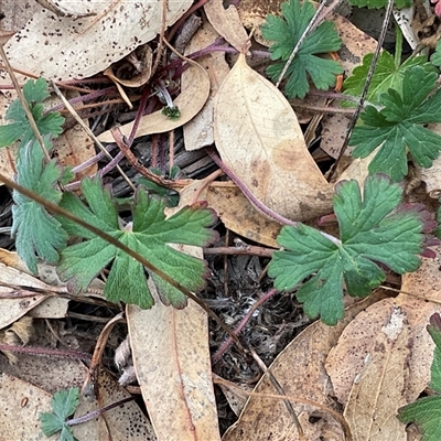 Geranium solanderi var. solanderi (Native Geranium) at Denman Prospect, ACT - 21 May 2025 by Jennybach