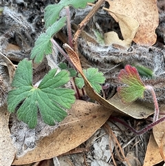 Geranium solanderi var. solanderi at Denman Prospect, ACT - 21 May 2025 11:34 AM