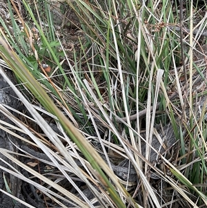 Lepidosperma laterale at Denman Prospect, ACT - Yesterday by Jennybach
