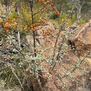 Bursaria spinosa subsp. spinosa at Denman Prospect, ACT - Yesterday by Jennybach