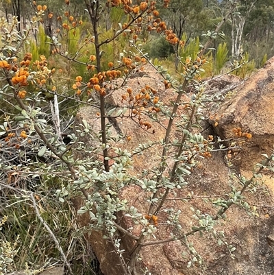 Bursaria spinosa subsp. spinosa (Blackthorn, Boxthorn) at Denman Prospect, ACT - 21 May 2025 by Jennybach
