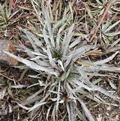 Oenothera stricta subsp. stricta (Common Evening Primrose) at Denman Prospect, ACT - 21 May 2025 by Jennybach