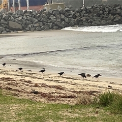 Haematopus fuliginosus (Sooty Oystercatcher) at Ulladulla, NSW - Yesterday by Clarel