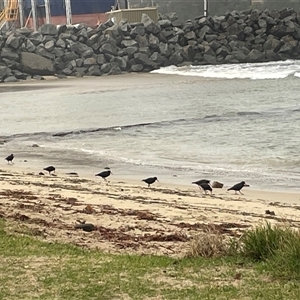 Haematopus fuliginosus (Sooty Oystercatcher) at Ulladulla, NSW - Today by Clarel