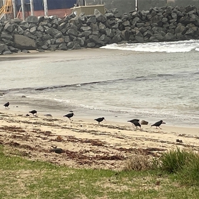 Haematopus fuliginosus (Sooty Oystercatcher) at Ulladulla, NSW - Yesterday by Clarel