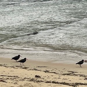 Haematopus fuliginosus at Ulladulla, NSW - suppressed