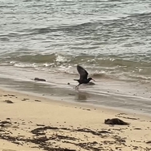 Haematopus fuliginosus at Ulladulla, NSW - suppressed