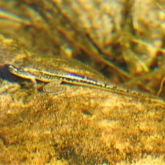 Unverified Frog at Nitmiluk, NT - 15 May 2025 by HelenCross