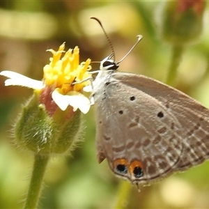 Unverified Blue or Copper (Lycaenidae) at Nitmiluk, NT - 15 May 2025 by HelenCross