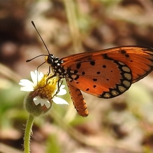 Acraea terpsicore at Nitmiluk, NT - 15 May 2025 by HelenCross