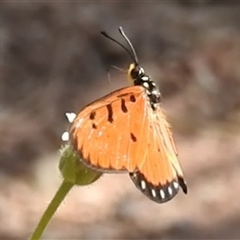 Acraea terpsicore at Nitmiluk, NT - 15 May 2025 03:06 PM