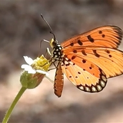 Acraea terpsicore at Nitmiluk, NT - 15 May 2025 03:06 PM